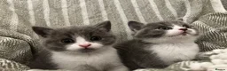 British Shorthair cats for sale: British short hair kittens  - Advert 10