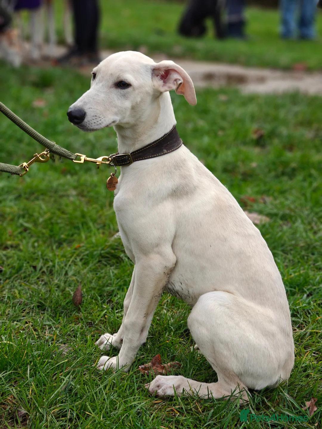 Lurcher dogs for sale: Absolutely stunning lurcher  - Advert 11