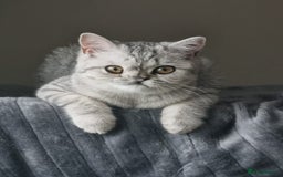 British Shorthair cats for sale: Silver Tabby Classic 5 Months Old GCCF Pedigree - Image 8