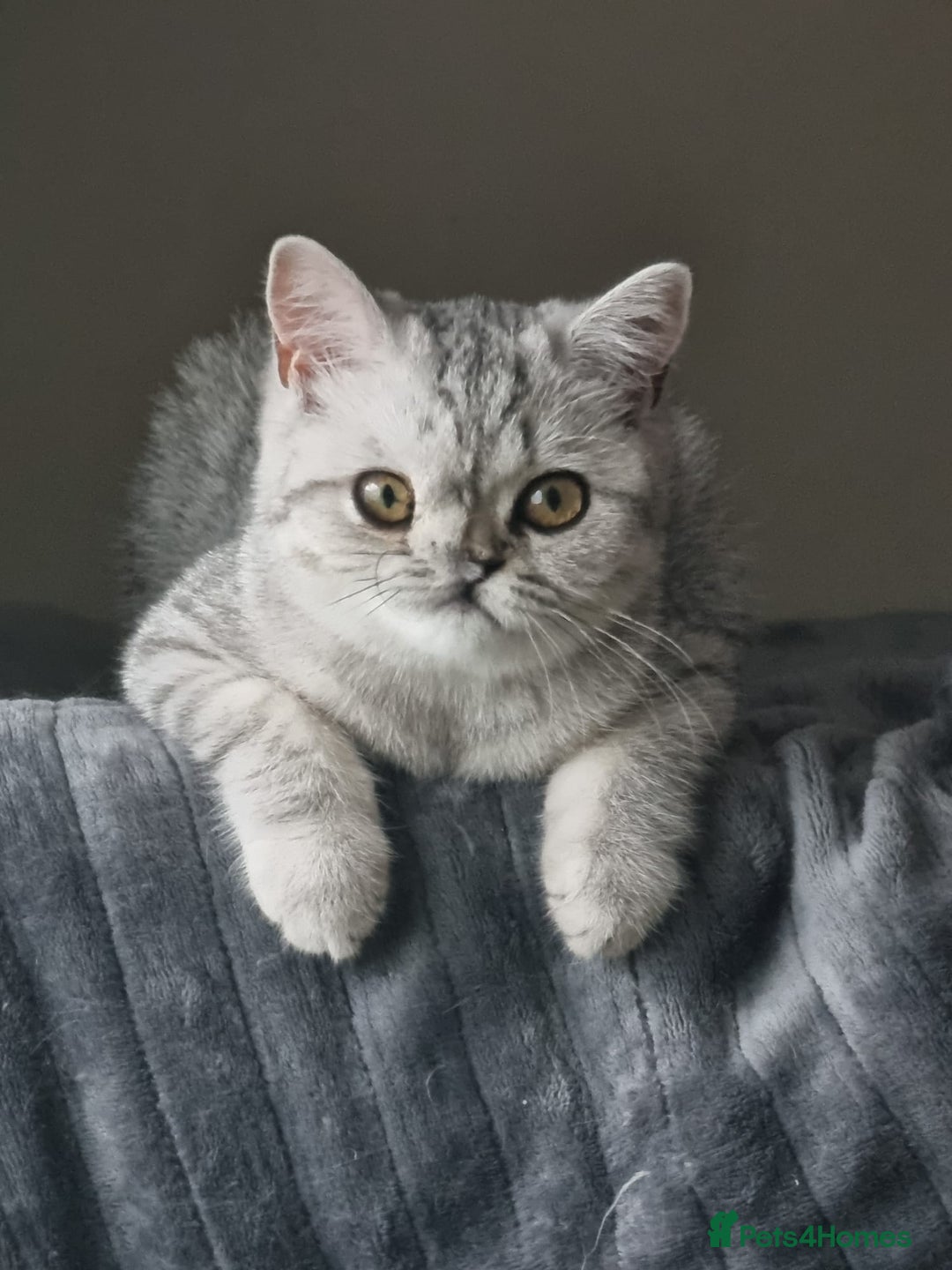 British Shorthair cats for sale: Silver Tabby Classic 5 Months Old GCCF Pedigree - Image 8