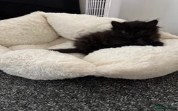 Mixed Breed cats for sale: Beautiful Fluffy Black Female Kitten  - Image 11