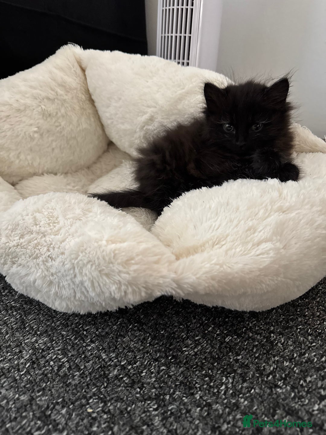 Mixed Breed cats for sale: Beautiful Fluffy Black Female Kitten  - Image 11