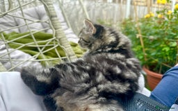 Persian cats for sale: 🐾 Pedigree Himalayan Persian Kittens 🐾 - Image 3