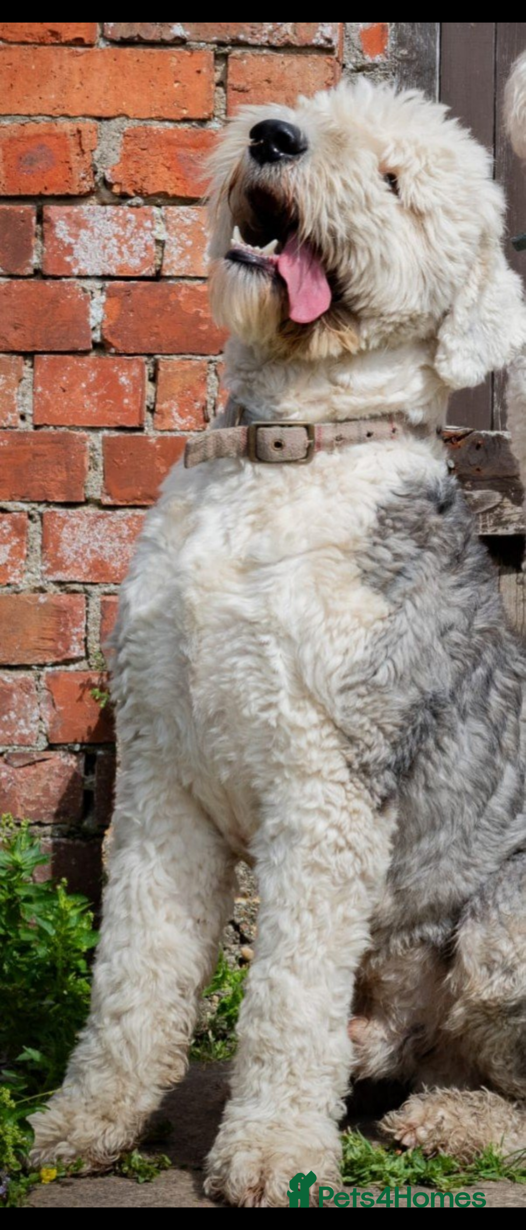 Old English Sheepdog dogs for sale: Old English sheepdog  - Advert 3
