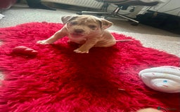 American Bully dogs for sale: Reduced pocket bully’s. Ready to leave! - Image 8