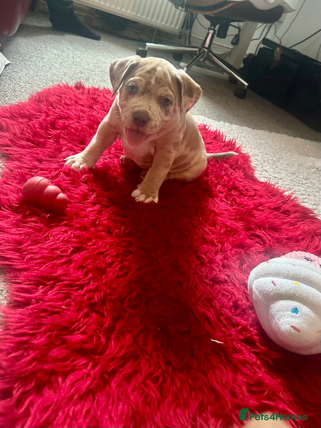 American Bully dogs for sale: Reduced pocket bully’s. Ready to leave! - Image 8