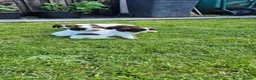 English Springer Spaniel dogs for sale: 3 beautiful springer pups  - Advert 3