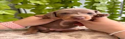Dachshund dogs for sale: Beautiful Dachshund Puppies  - Advert 24