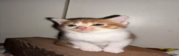 Mixed Breed cats for sale: 4 beautiful kittens  - Advert 5