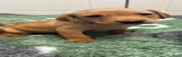 Labrador Retriever dogs for sale: 2 beautiful kc labrador boys  - Advert 15