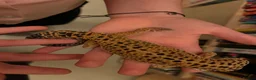 Leopard Gecko reptiles for sale: Friendly and very easy Gecko  in Polegate - Advert 4