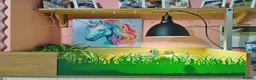 Tortoise reptiles for sale: Hermann tortoise  - Advert 3