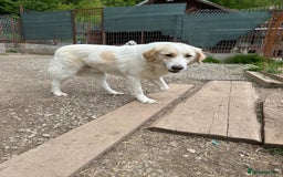 Mixed Breed dogs for adoption: Levi is searching for a family - Image 6