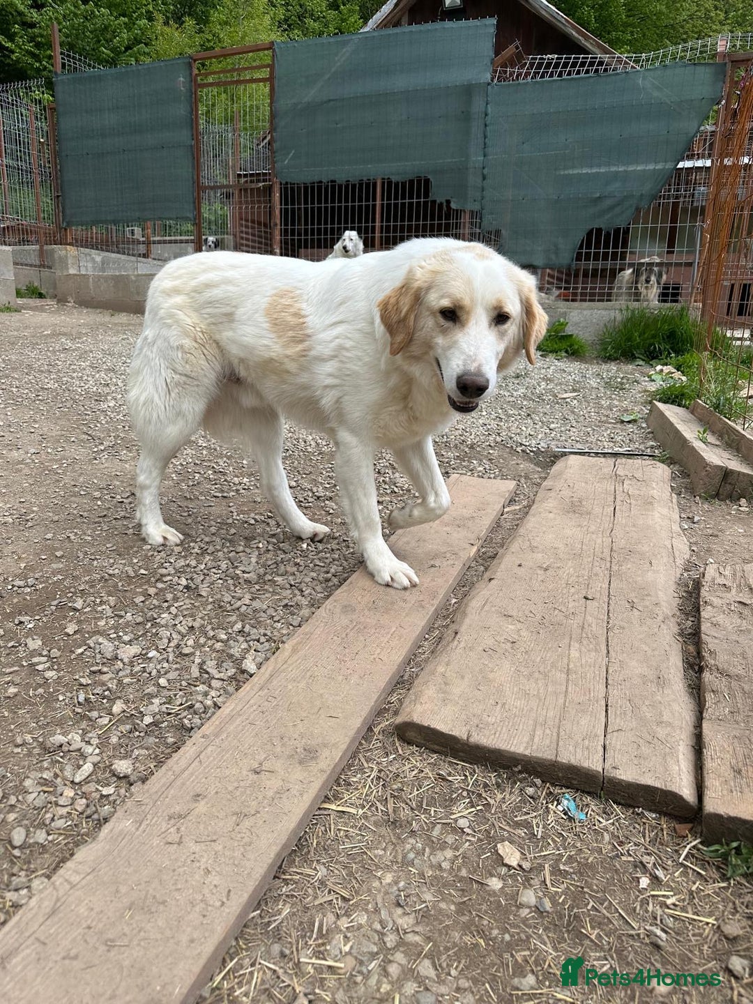 Mixed Breed dogs for adoption: Levi is searching for a family - Image 6