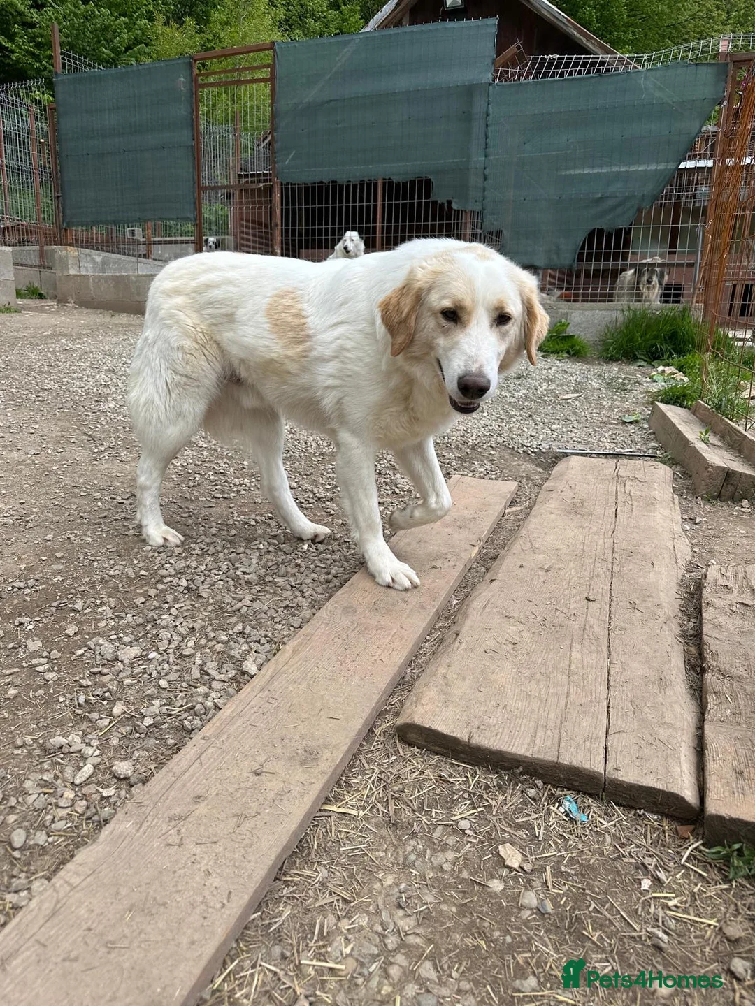 Mixed Breed dogs for adoption: Levi is searching for a family - Advert 6