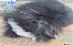 Mini Lion Lop rabbits for sale: Mini lion lops ready now 🥰 - Image 8