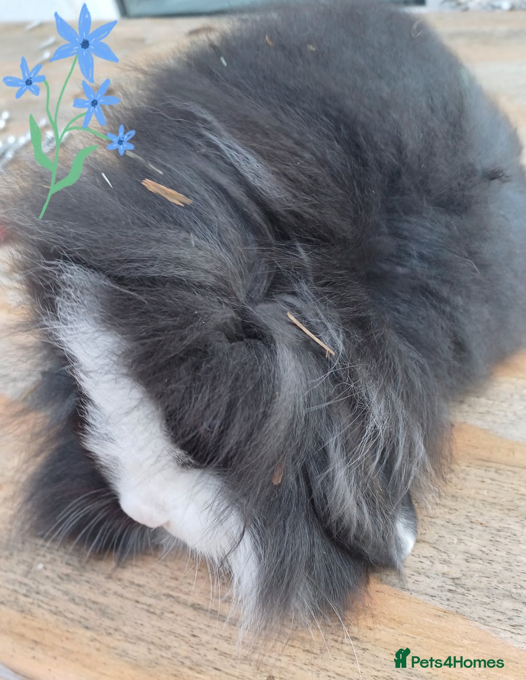 Mini Lion Lop rabbits for sale: Mini lion lops ready now 🥰 - Image 8