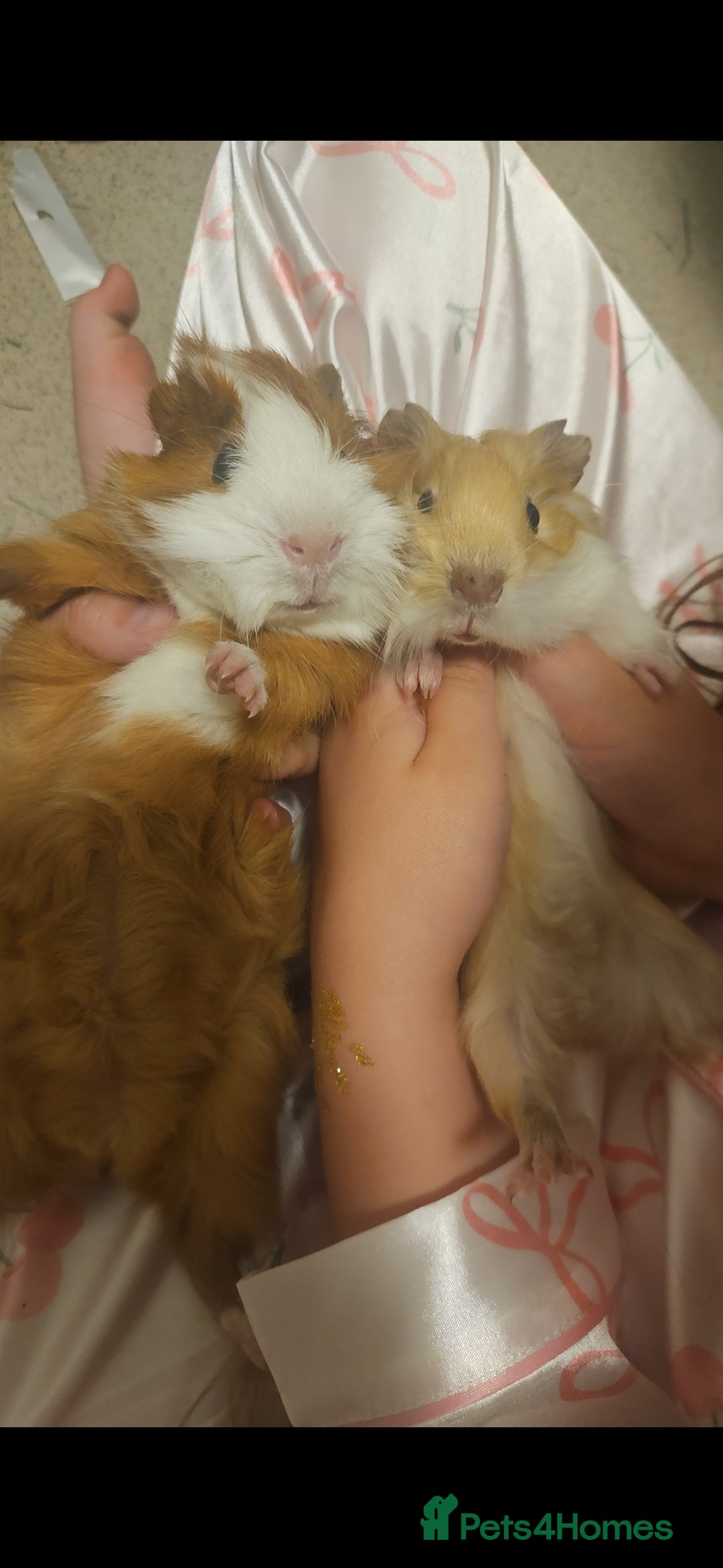 Guinea Pig rodents for sale: Guinpigs for sale 2 male - Image 3