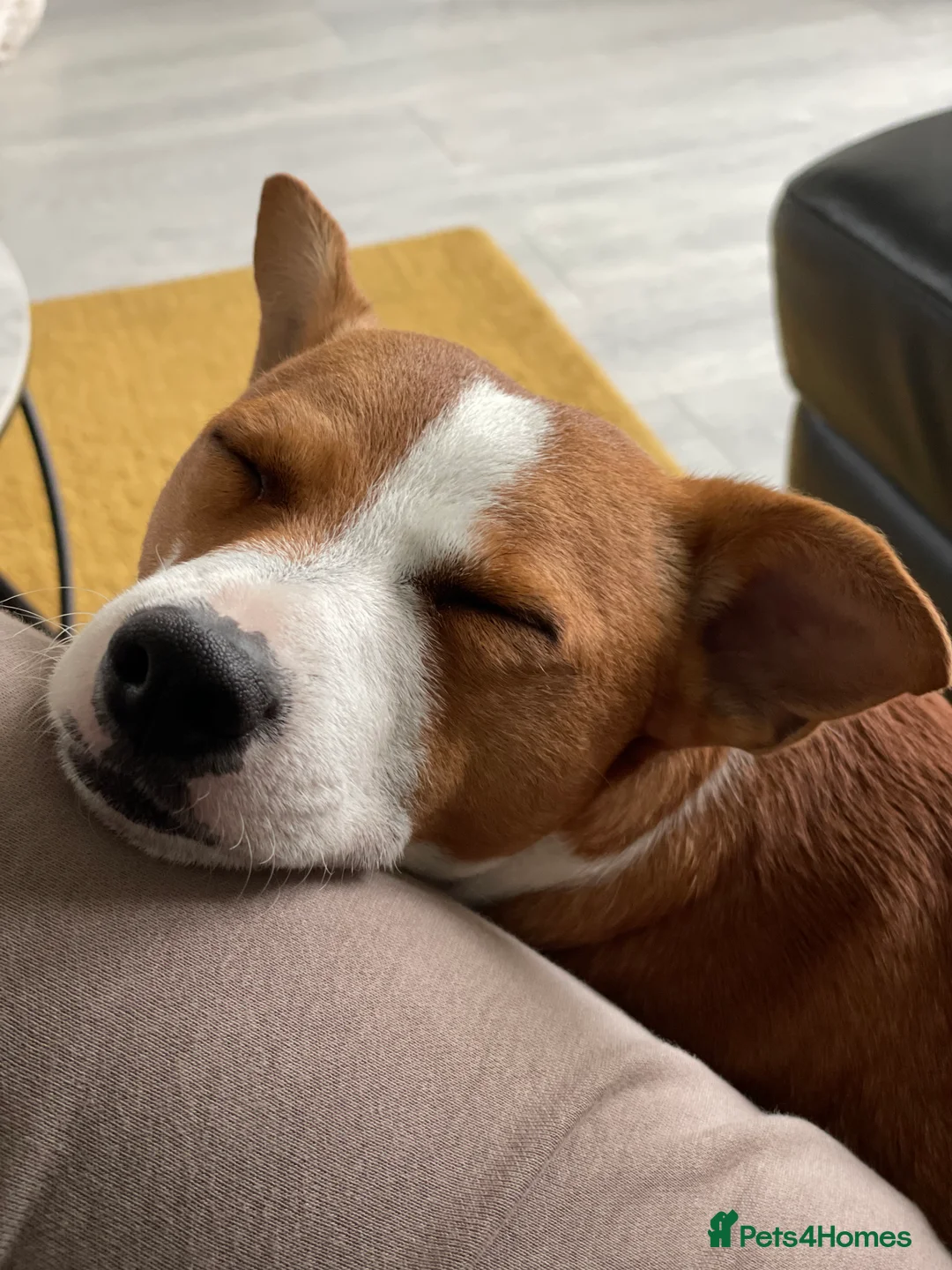 Jack Russell dogs for stud: STUD - Handsome Jack Russel boy 🐶  - Advert 11