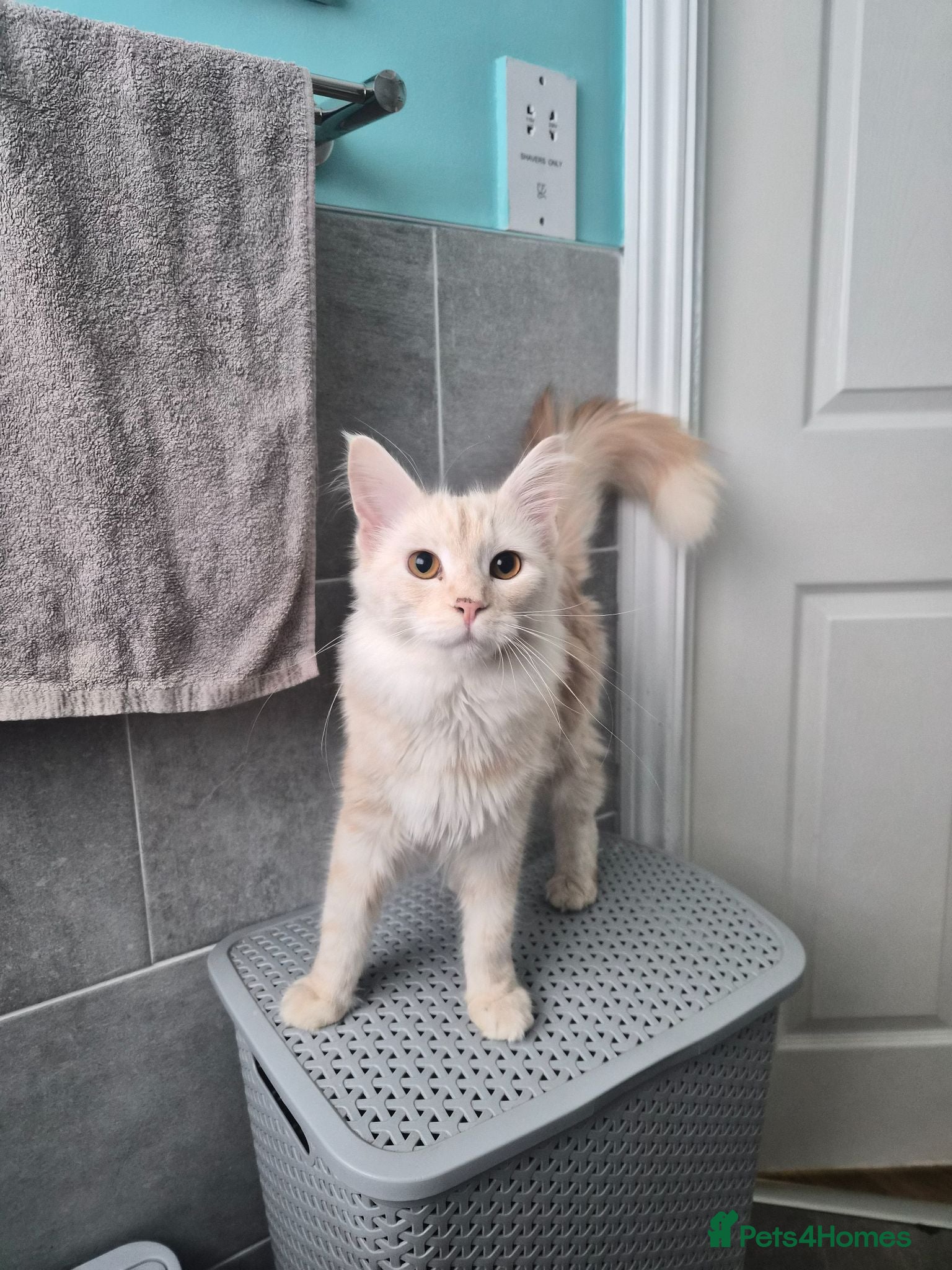 Maine Coon cats Mainecoon rehome asap - Advert 1