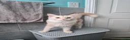 Maine Coon cats for sale: Mainecoon rehome asap - Advert 1