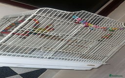 Lovebirds birds for sale: 1 male lovebird comes with cage  - Image 4