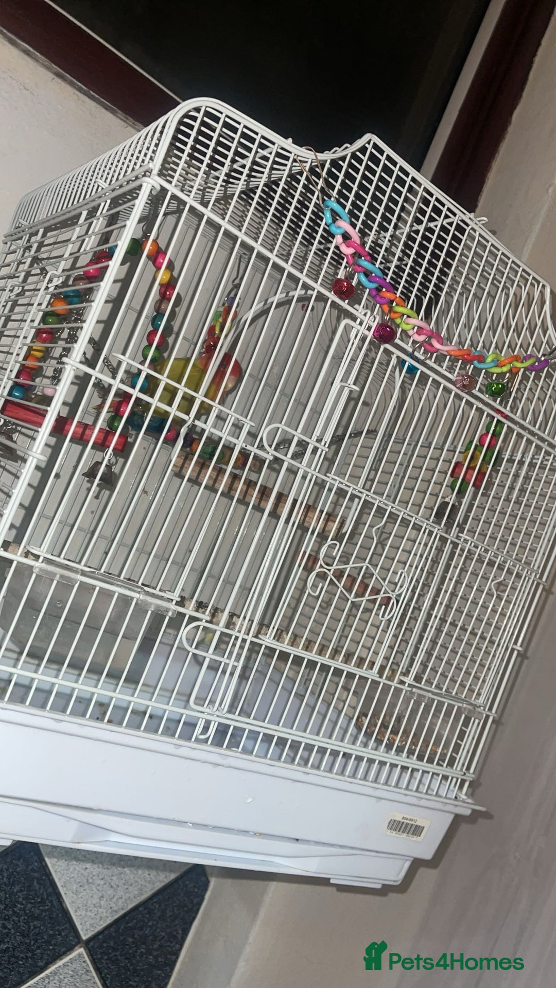 Lovebirds birds for sale: 1 male lovebird comes with cage  - Image 4