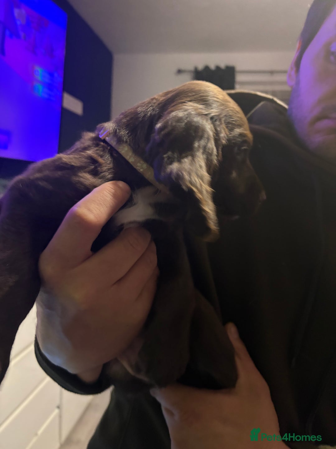 Cockerdor dogs for sale: Cockerdors  - Advert 8