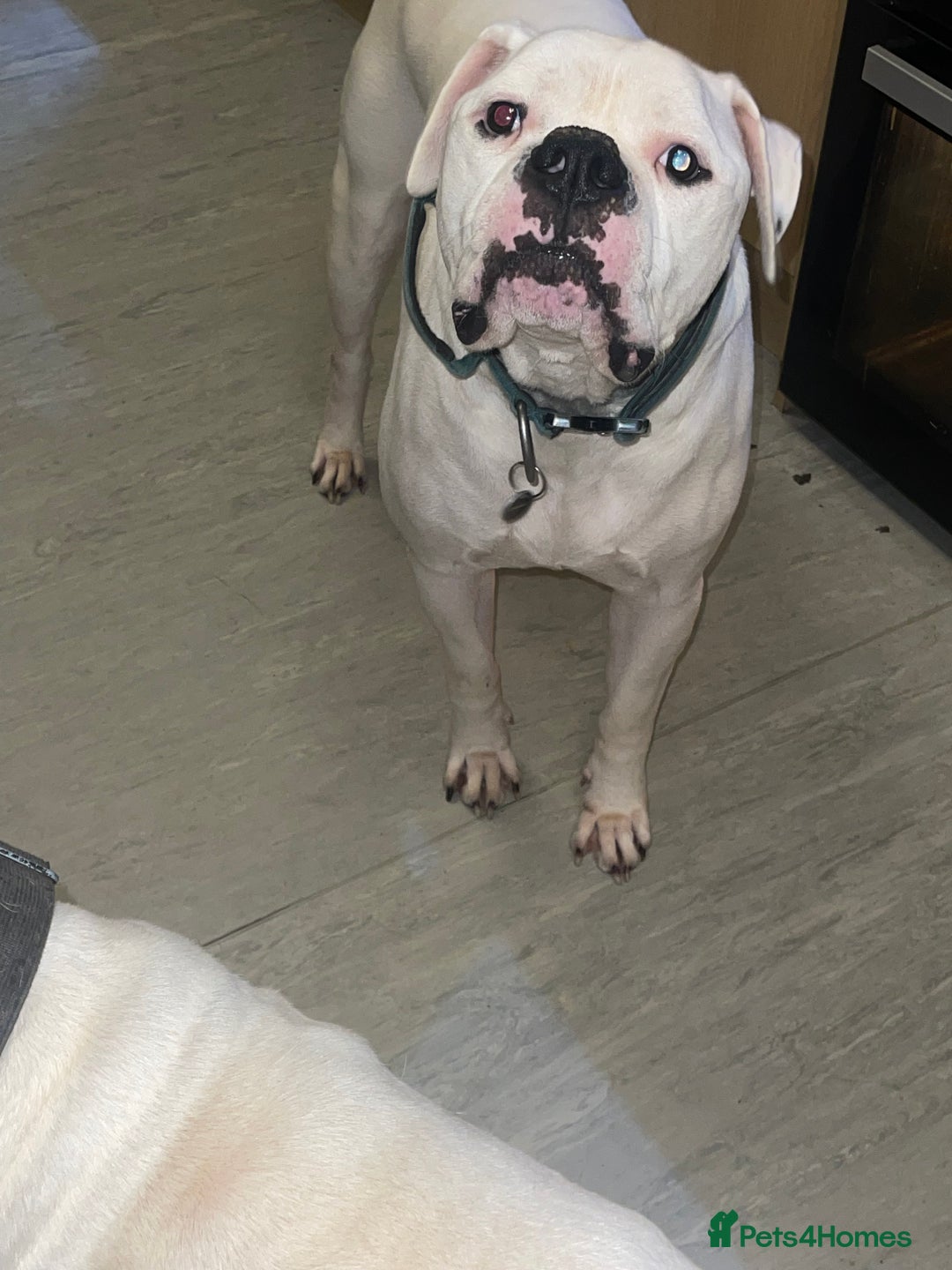 American Bulldog dogs for sale: Brothers- Johnson American Bulldogs - Advert 6