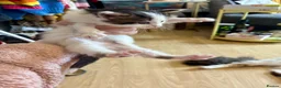 Mixed Breed cats for sale: 3 x male kittens  - Advert 2
