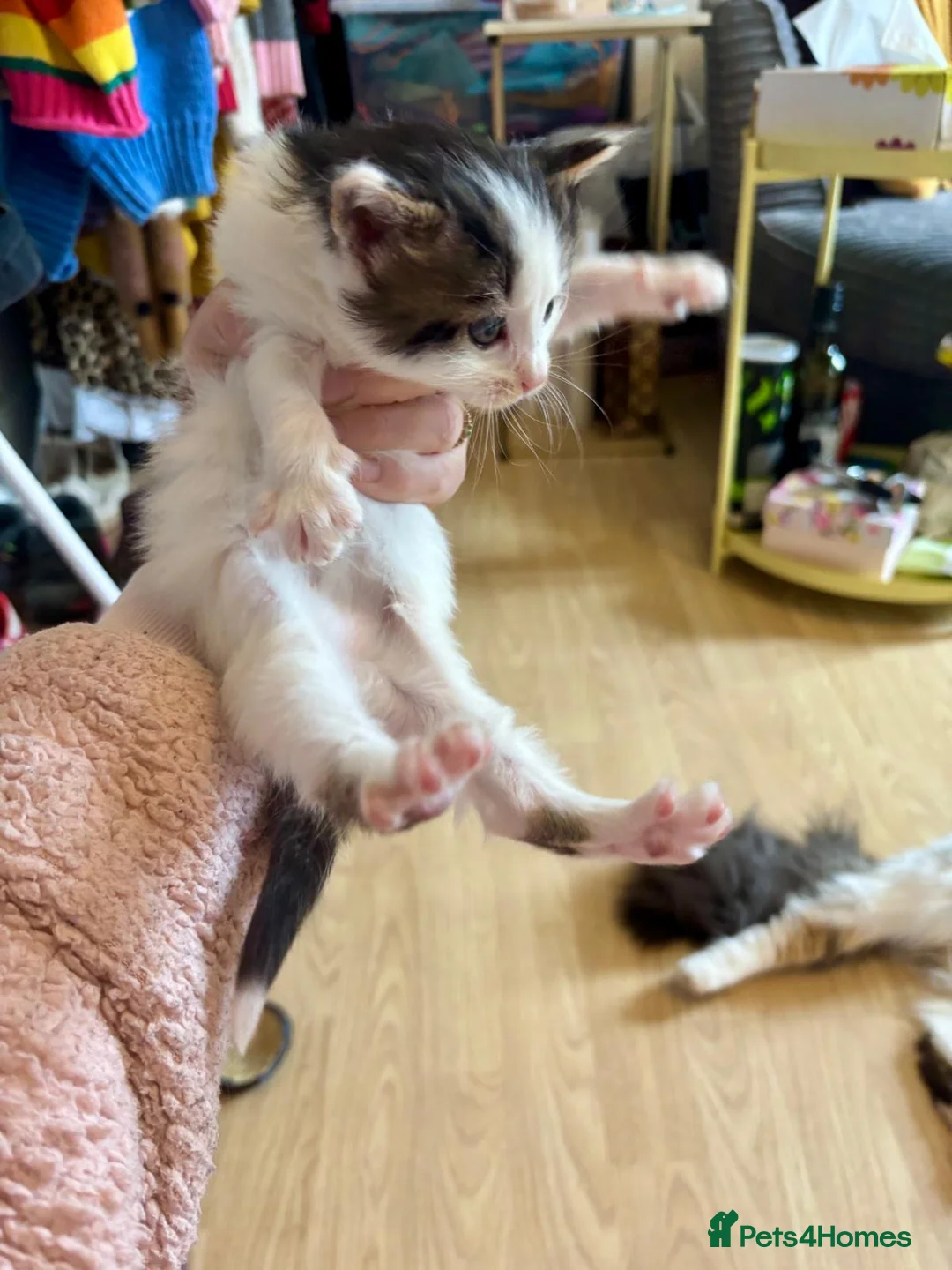 Mixed Breed cats for sale: 3 x male kittens  - Advert 2
