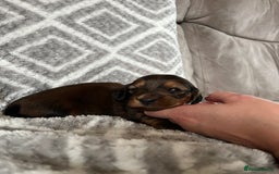 Miniature Dachshund dogs for sale: KC Longhaired Miniature Dachshunds  - Image 24