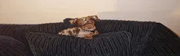Russian Toy Terrier dogs for stud: PRAGUE RATTER boy for stud - Advert 12