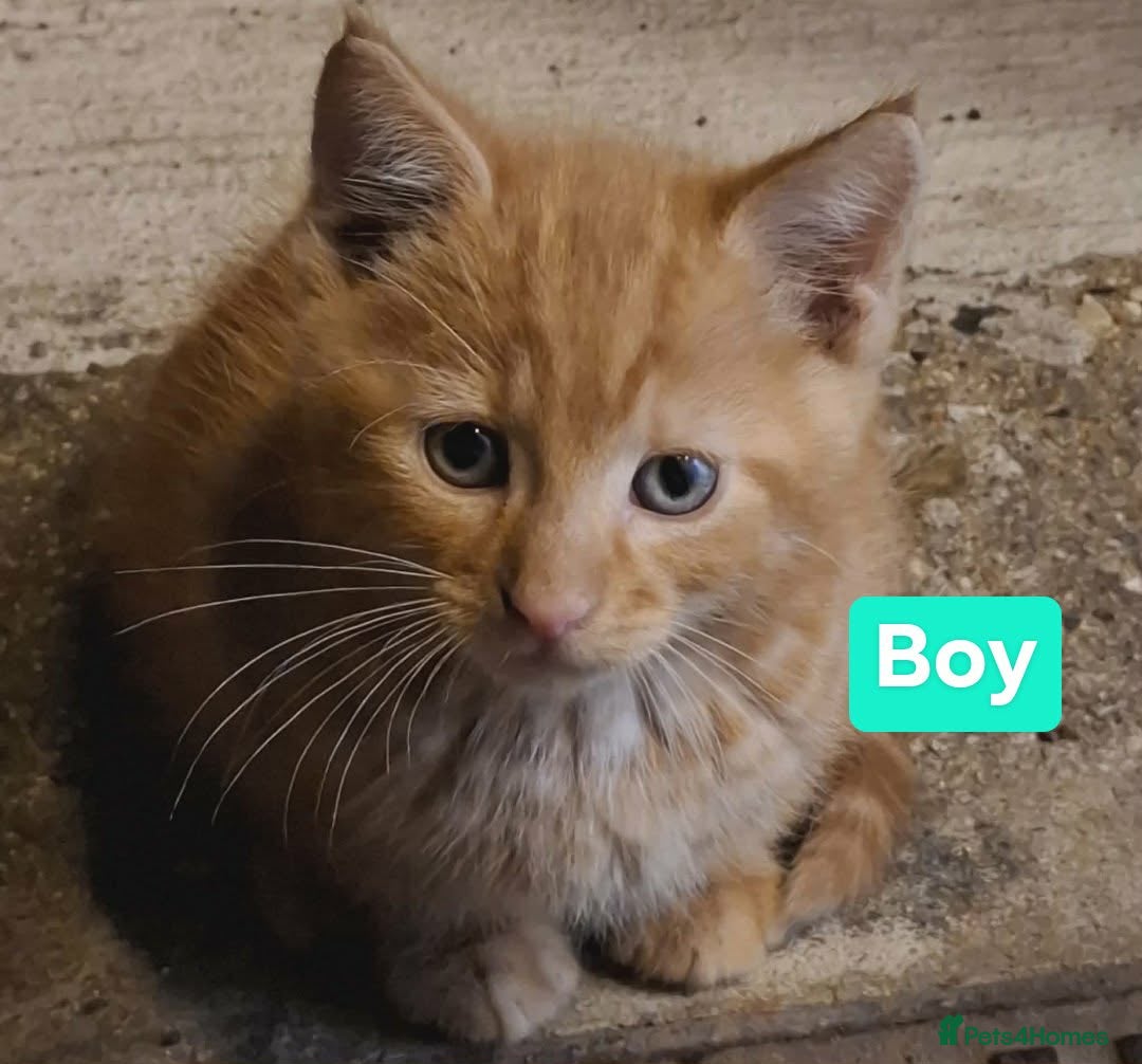 Mixed Breed cats for sale: Beautiful kittens for sale  in King's Lynn - Advert 5