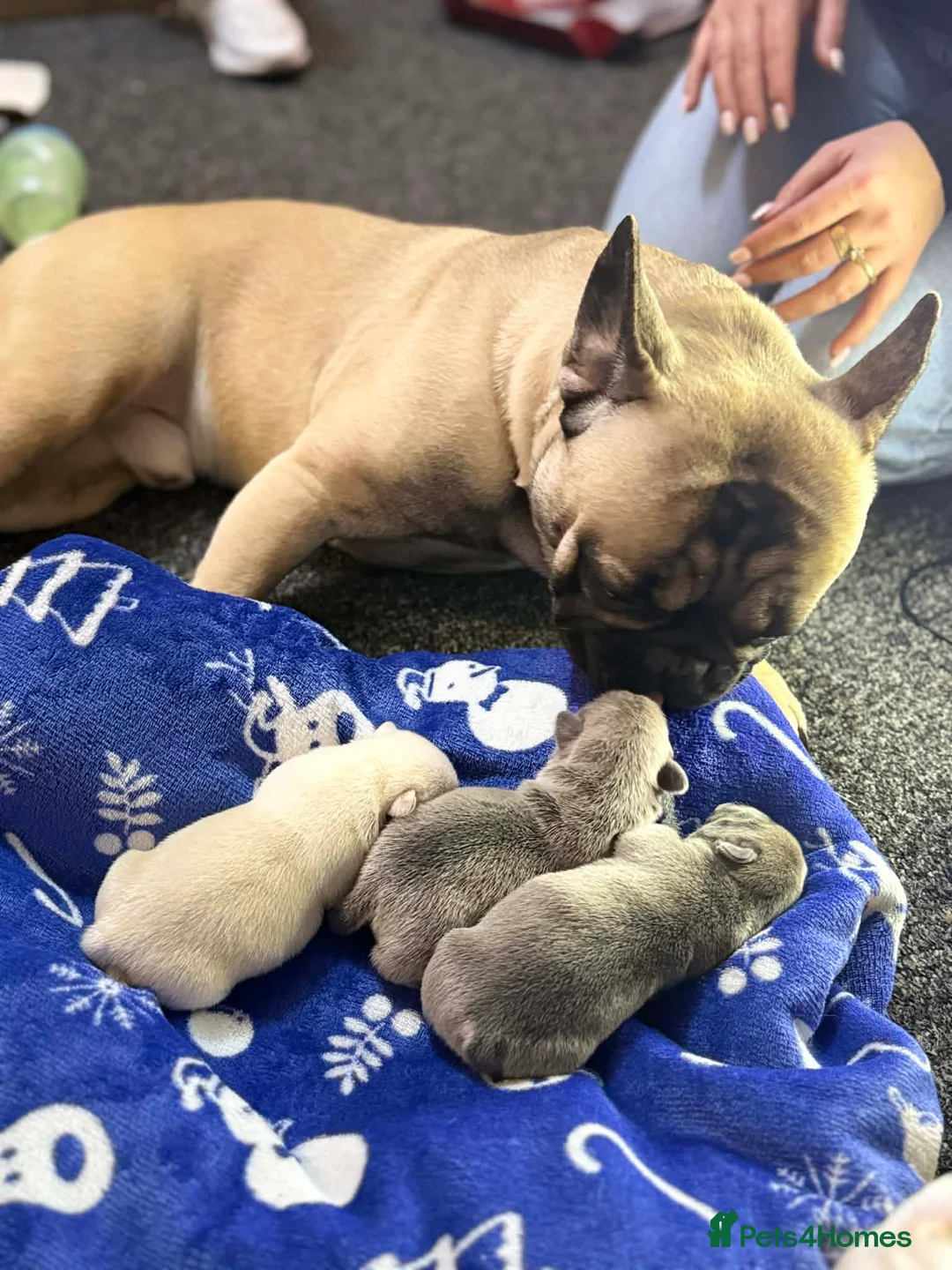 Mixed Breed dogs for sale: French bulldog - Advert 2