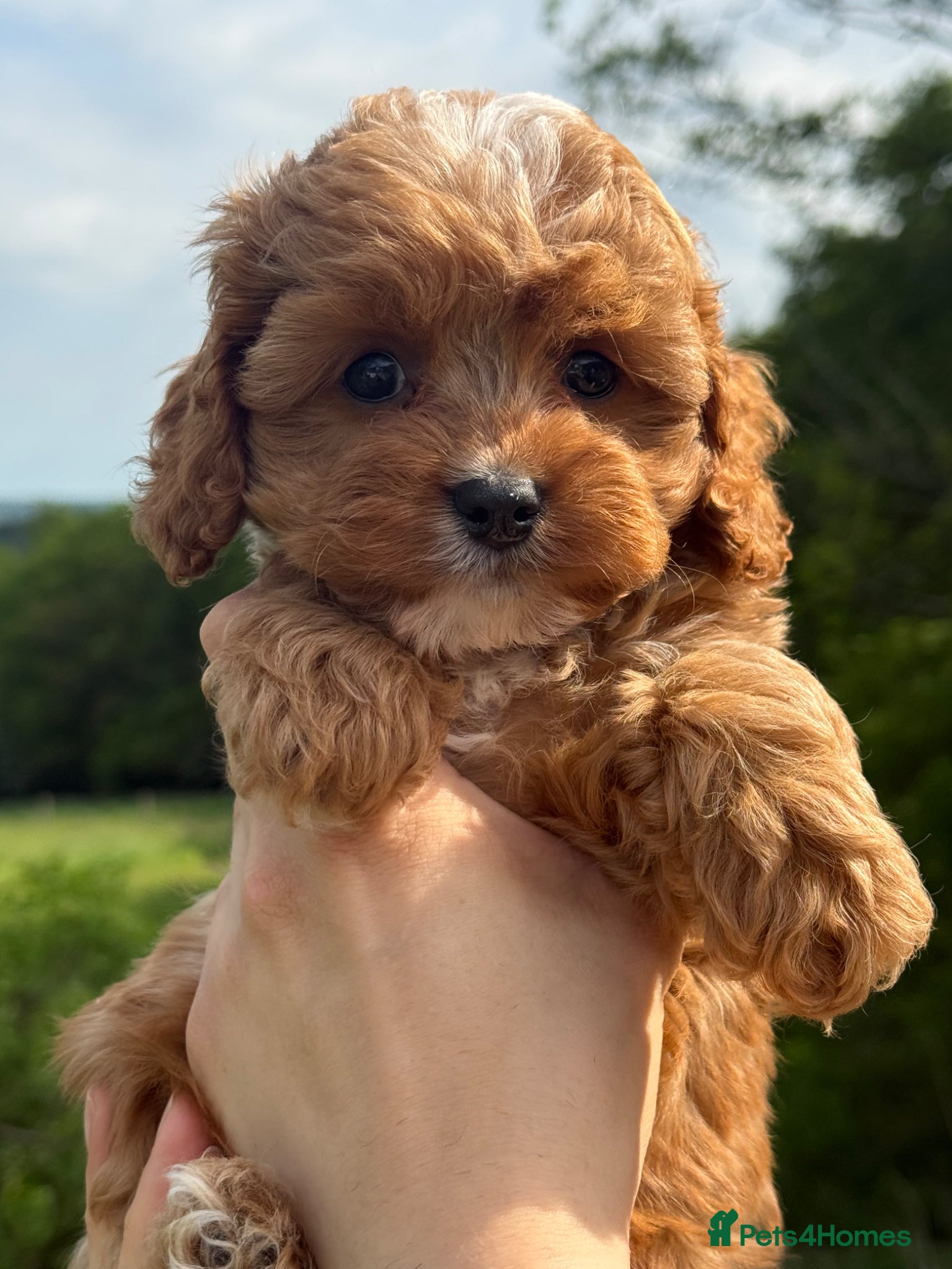 Cavapoo dogs Stunning F1 Red Cavapoo Girl ready now  - Advert 2