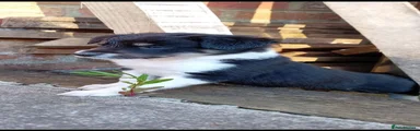 Border Collie Puppy 3