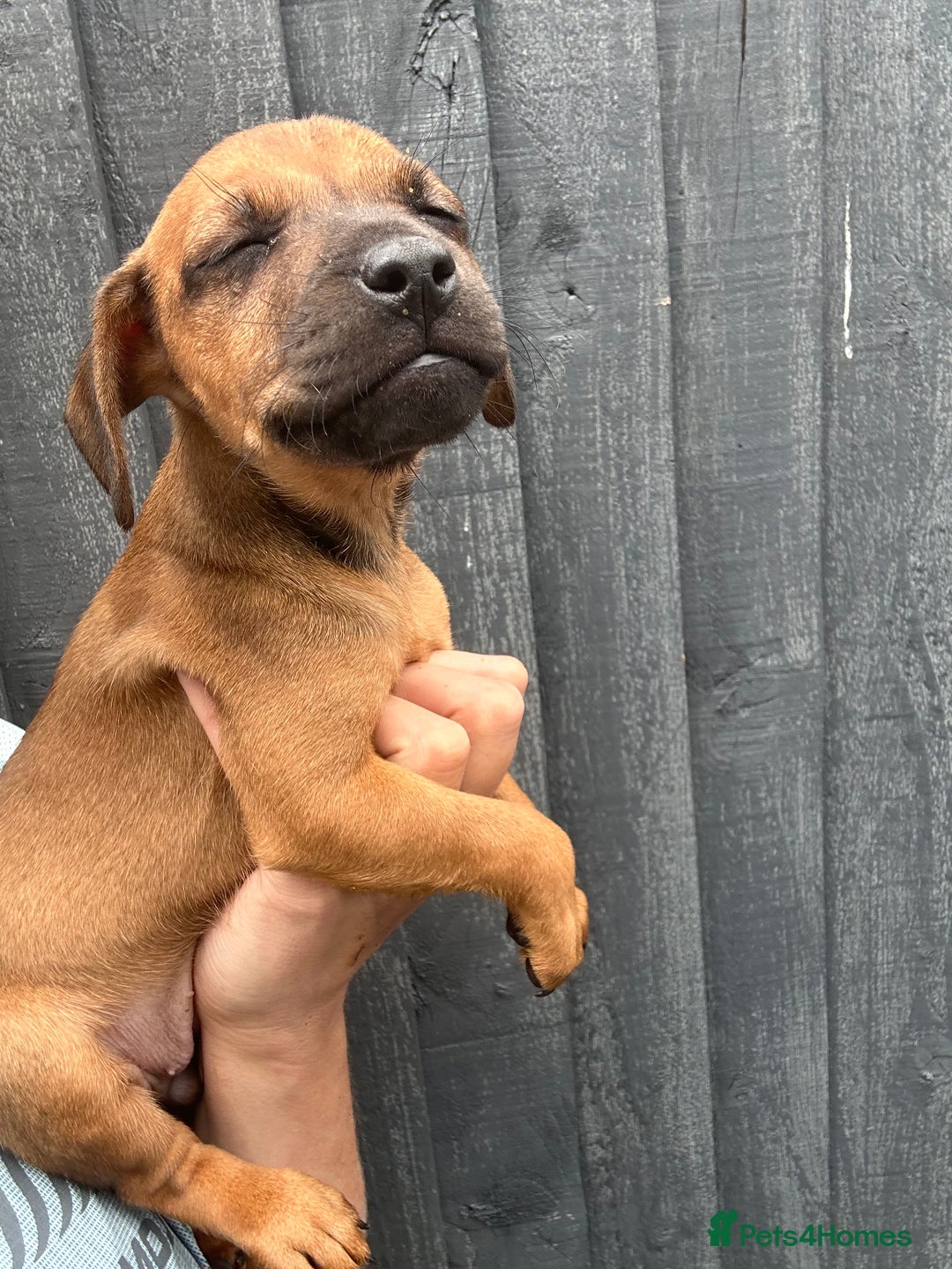 Patterdale Terrier dogs for sale: Patterdale pups  - Image 9