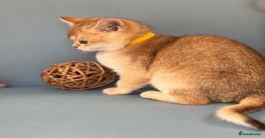 British Shorthair cats - Advert 1