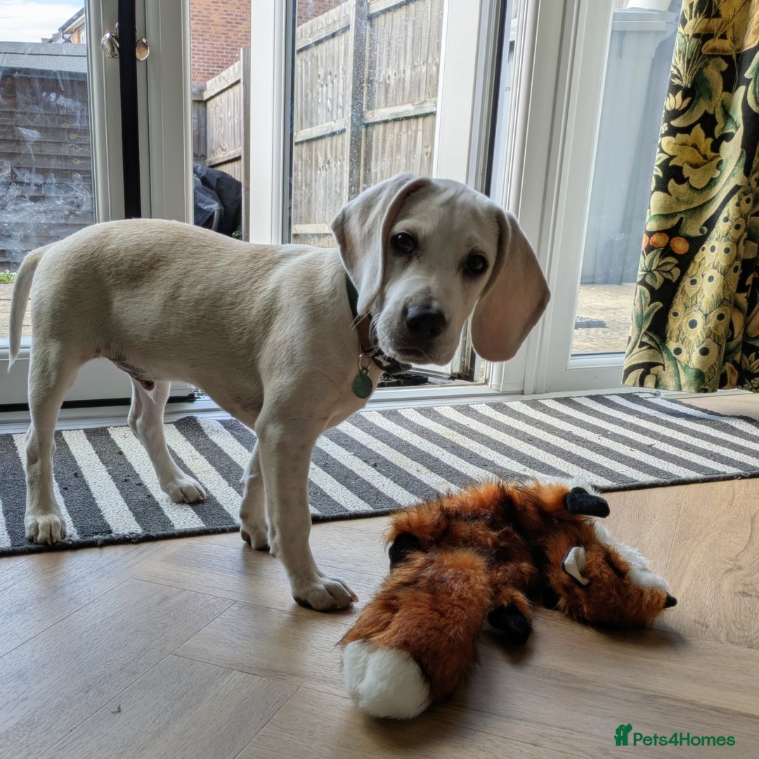 Beagle dogs for sale: Lenny the Lemon Beagle  - Image 10