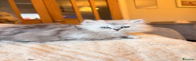 British Longhair 5