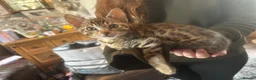 Savannah cats for sale: Beautiful Male Savannah f5 in Alresford - Advert 9