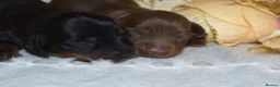 Miniature Dachshund dogs for sale: KC Long Coat Miniature Dachshund Puppies - Advert 13