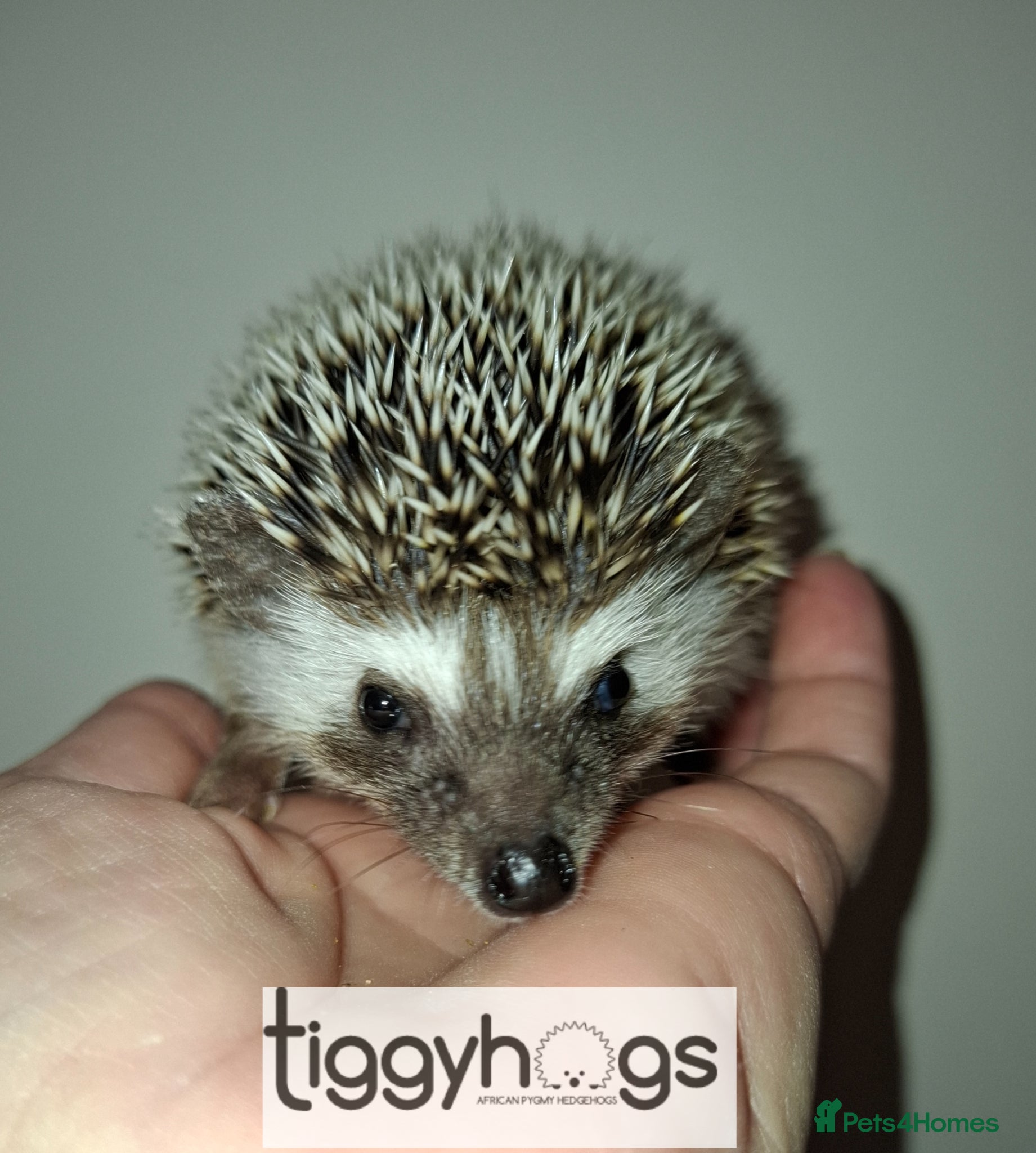 Pygmy Hedgehog rodents New pics added 27/4 male and females available  - Advert 1