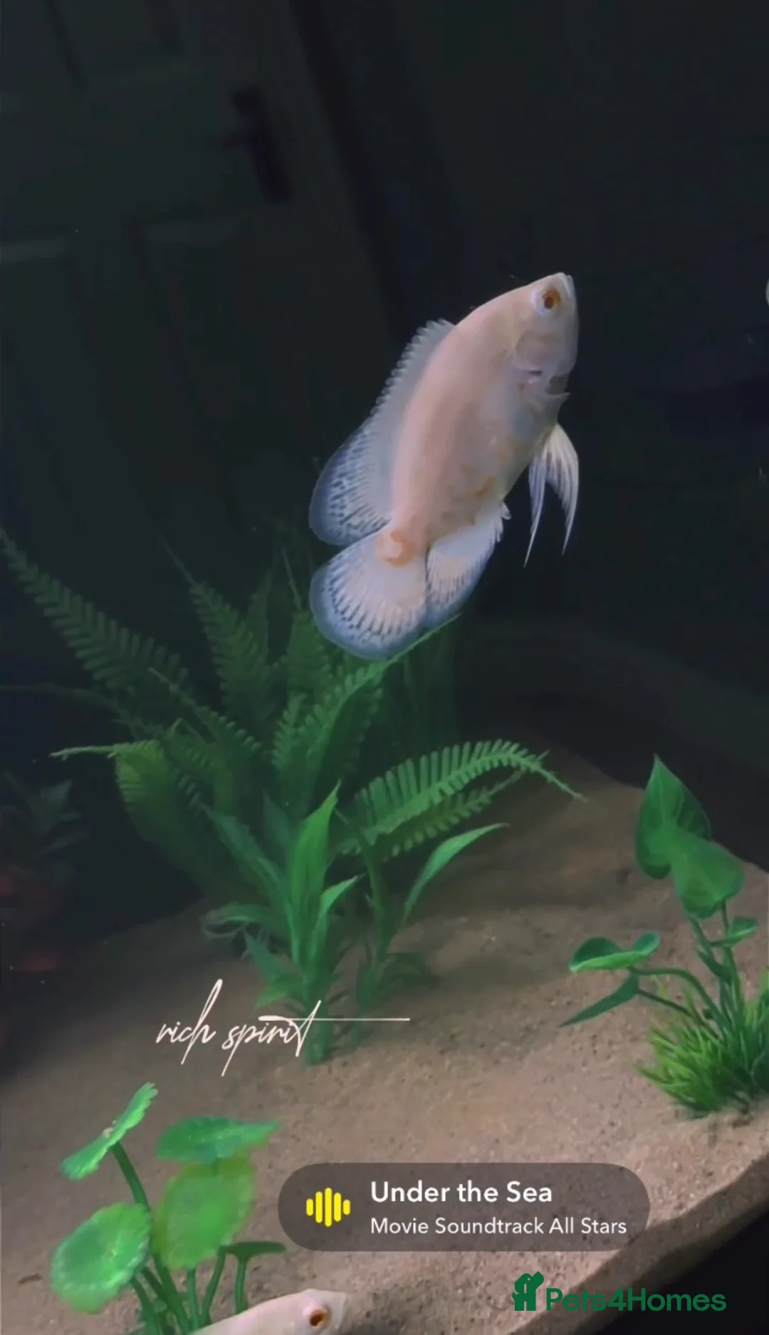 Cichlids fish for sale: X2 Oscar’s for sale  - Advert 2