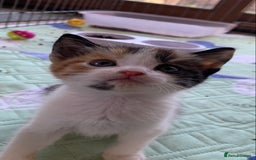 Mixed Breed cats for sale: Gorgeous Kittens Looking for New Homes  - Image 3