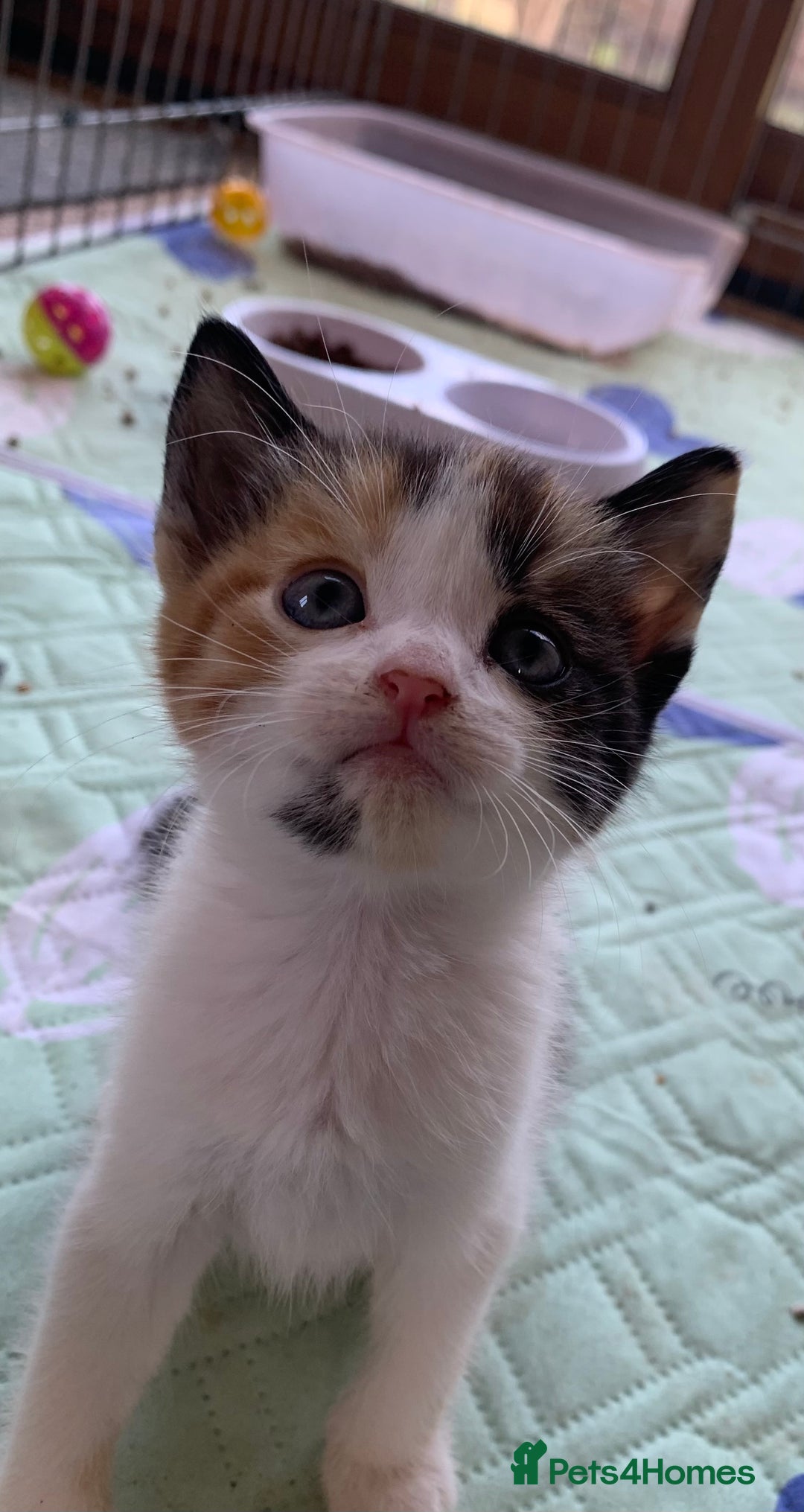 Mixed Breed cats for sale: Gorgeous Kittens Looking for New Homes  - Image 3