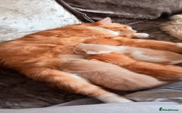 Maine Coon cats for sale: Maine Coone X ginger kittens v friendly & loving - Image 5