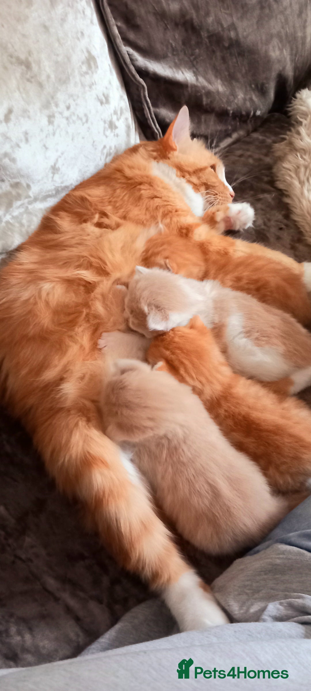 Maine Coon cats for sale: Maine Coone X ginger kittens v friendly & loving - Image 5