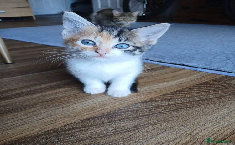 Mixed Breed cats - Advert 10